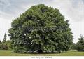 Quercus castaneifolia